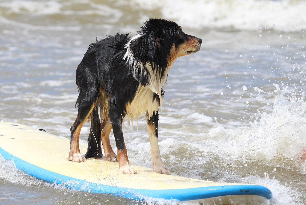 Teun the surfing dog